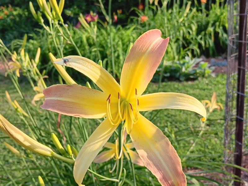 Garden photo